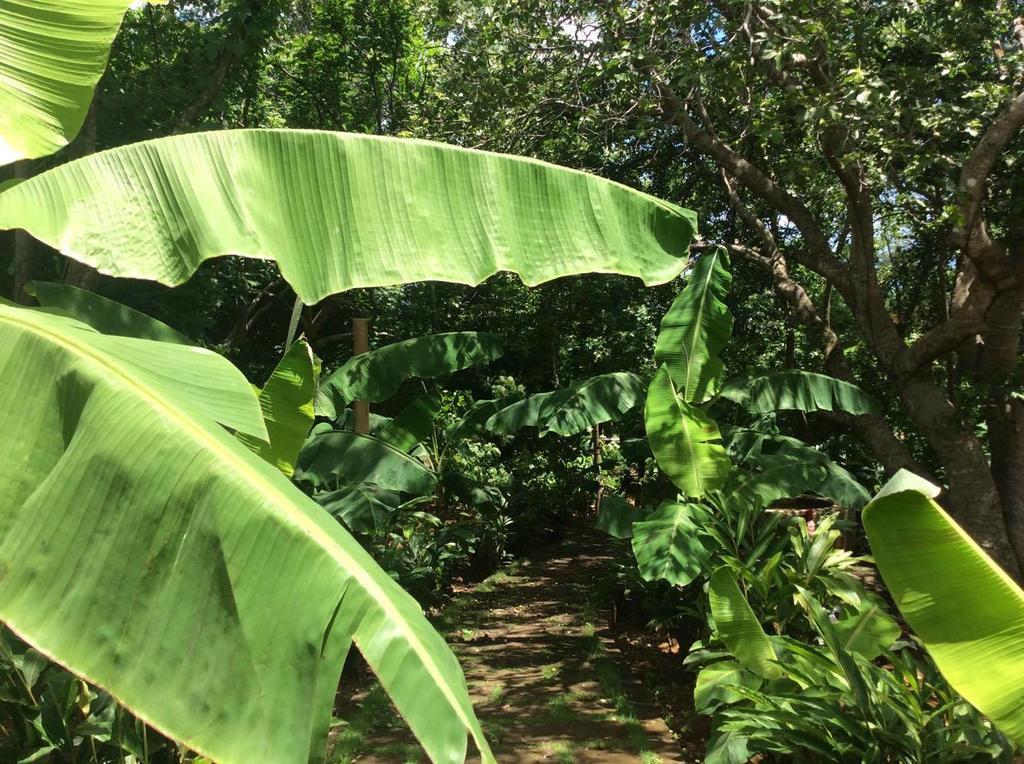 Dreamsea Surf Resort Nicaragua سان خوان ديل سور المظهر الخارجي الصورة